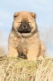 CHOW CHOW 203